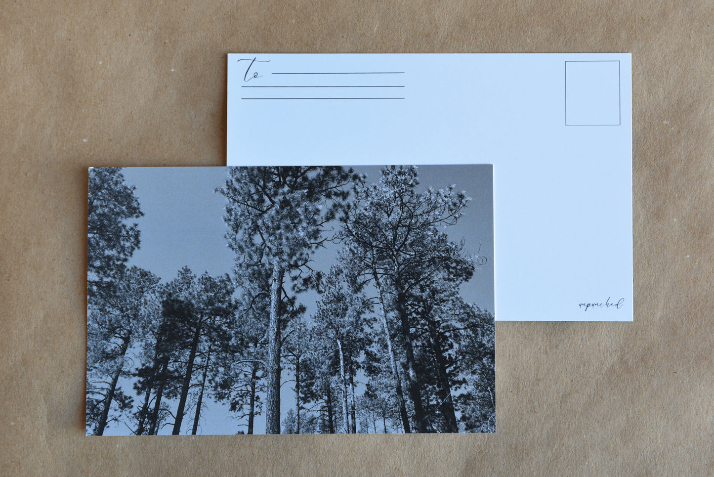 Picture of Pine trees in Los Alamos, New Mexico. Greyscale in color.
White postcard back with to section and lines, postage stamp box top right and unpunched in script in bottom right.
On kraft paper background.