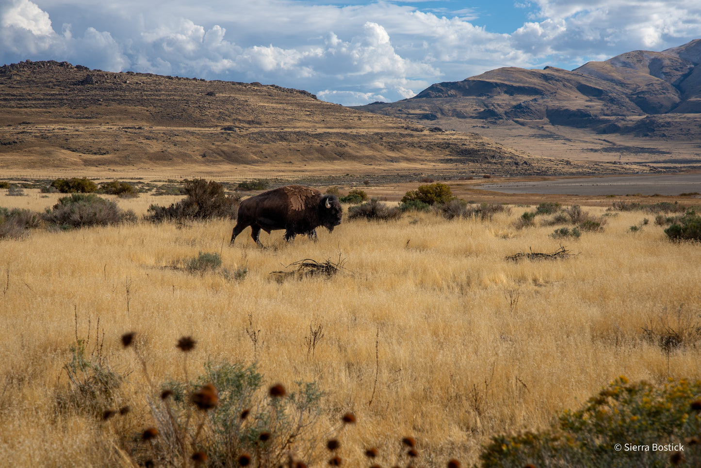 Utah - Antelope Island State Park. Buffalo roaming the grass with a mountain in the background and shrubs in the foreground.