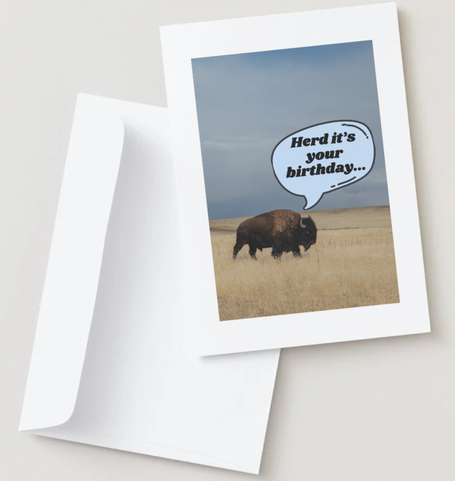 Card front and white envelope on white background. "herd it's your birthday..." American bison on the front grazing through a field with a blue sky. Image within white border.