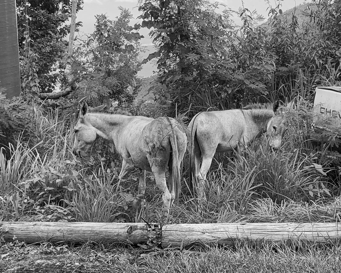 two donkeys, standing rear to rear next to a truck, black and white in the trees