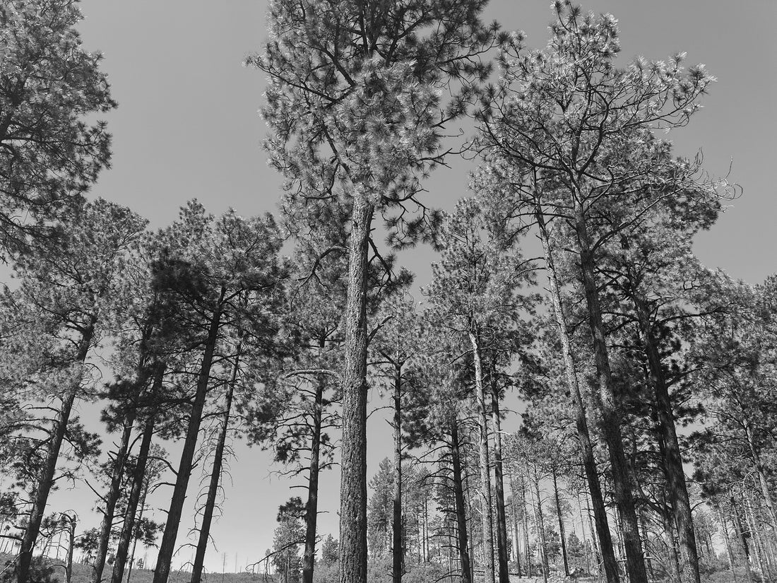 pine tree stand, black and white