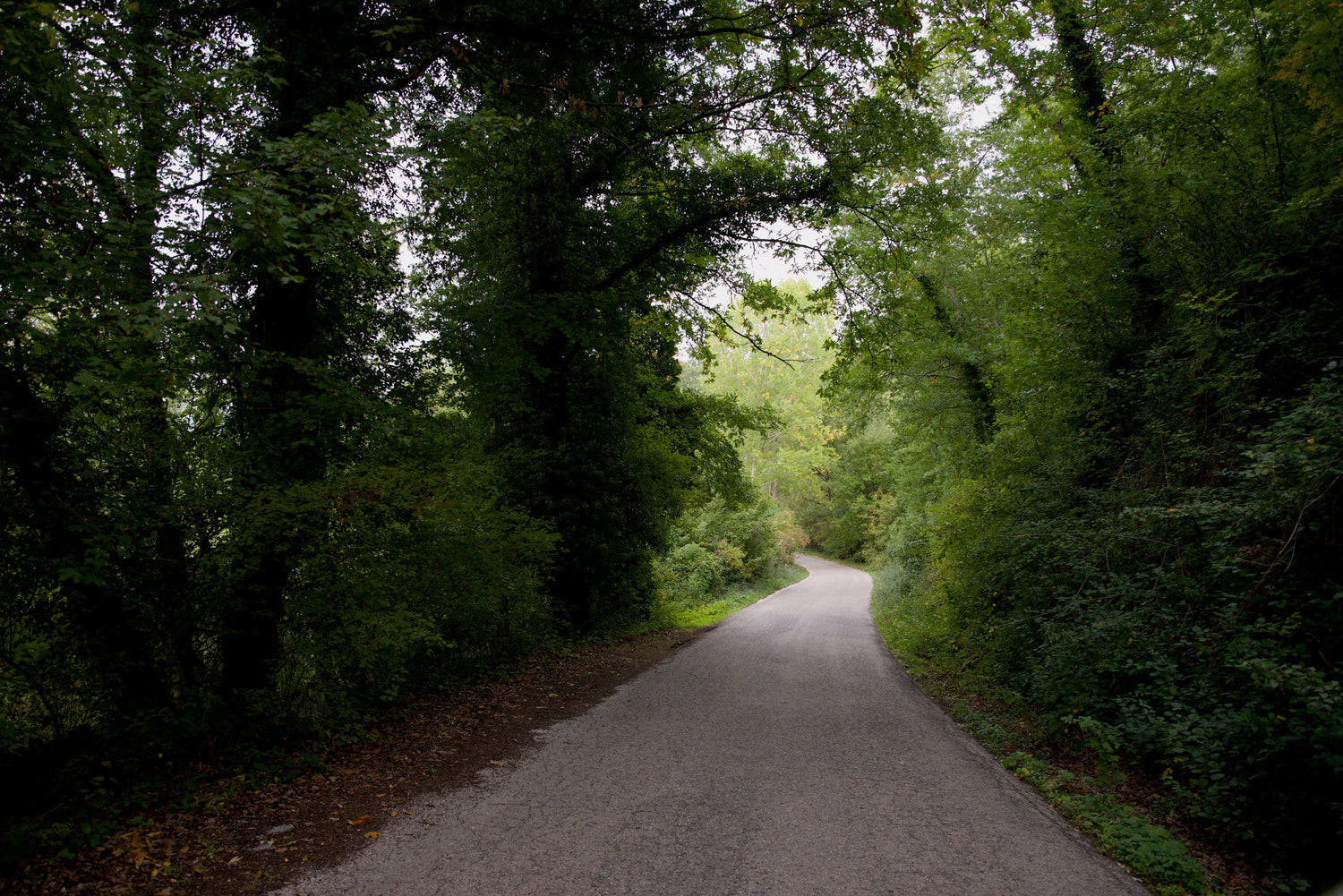 road with tree cover, trees various shades of green. mulch on the left side of the road.