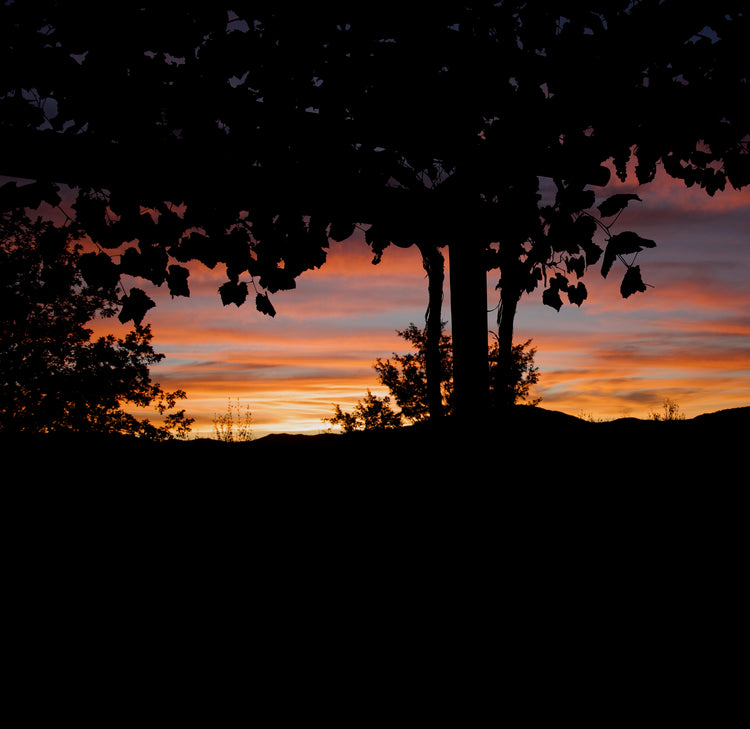 Italy Sunset. Foreground shadowed black, leaves and shrubs. sunset is blue, orange and pink