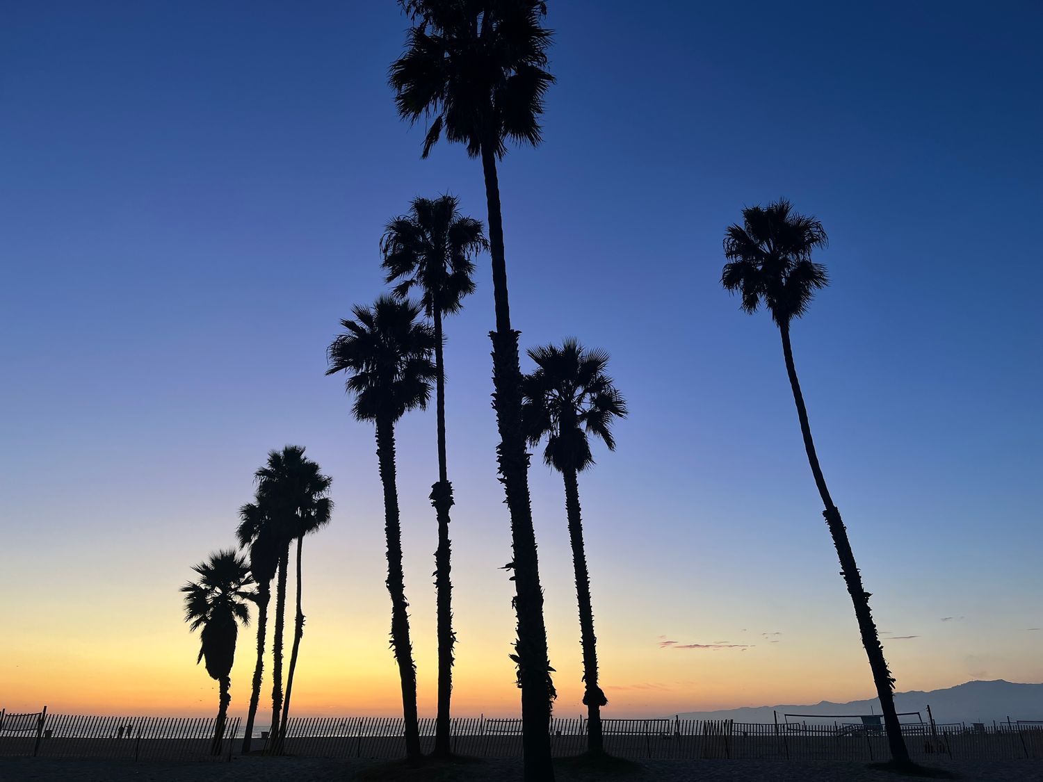 Palm trees against a bright blue sky with the sunsetting against the ocean and mountains