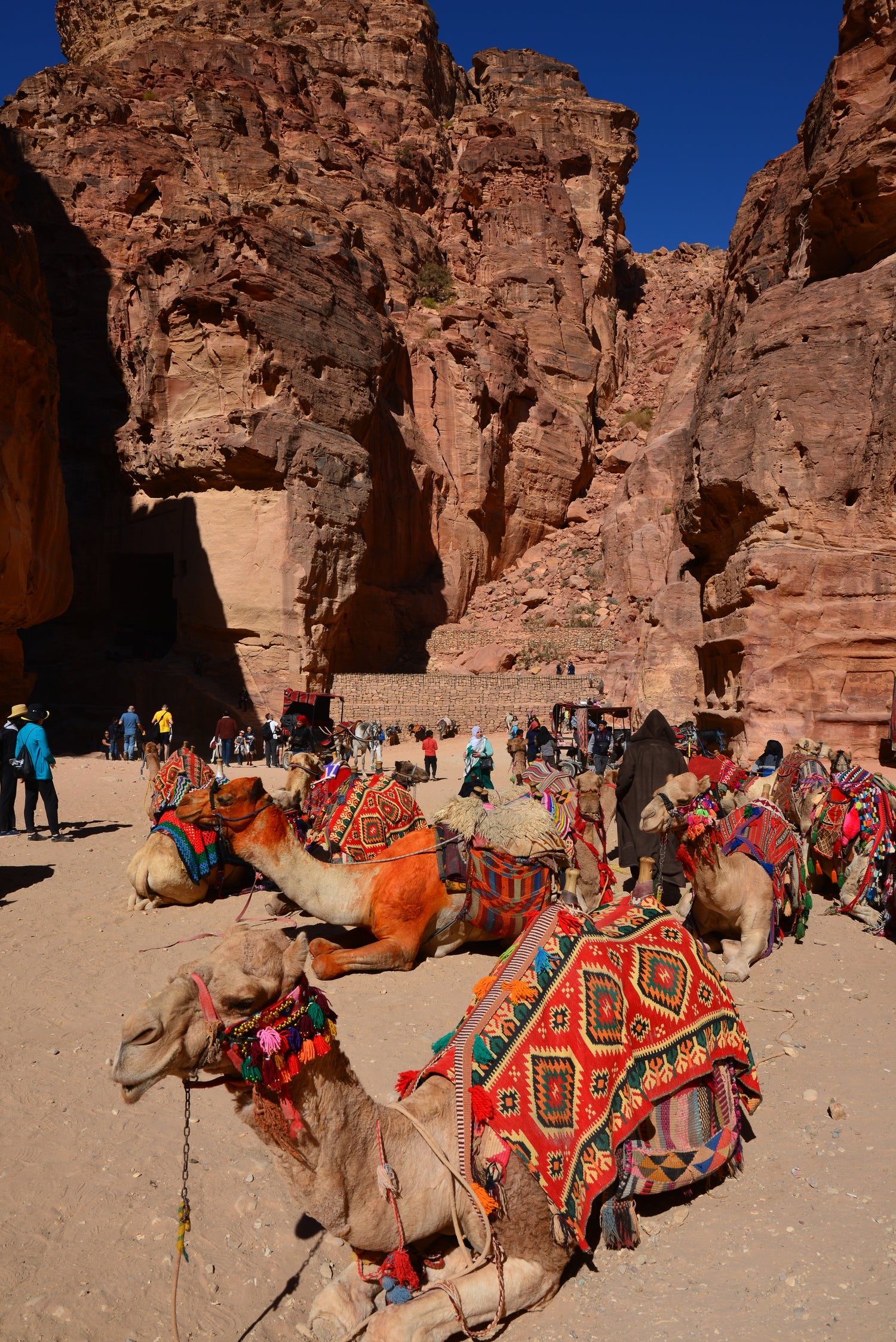 camels sitting in a canyon