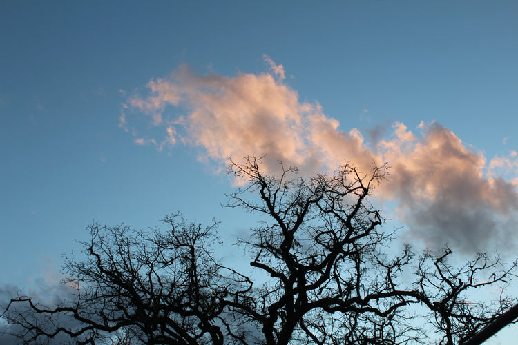 Top of a tree on a blue background wit a pink cloud from the sun peering through.