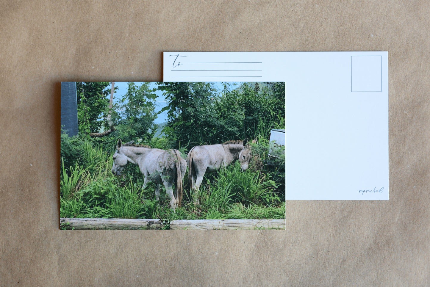 Back of the post card with "To" and stamp square. Logo in the bottom right corner. Front  of Post Card. Two donkeys with their tails facing the camera, and their heads turned towards the camera. In a luscious green area with an old white Chevrolet truck that is no longer in use. In the background, you can see the ocean and mountains peaking through the shrubbery. There are old logs in the foreground.