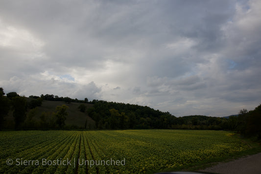 Photo of Perugia, Italy. Countryside skyline of a Tobacco Farm. Rows of Tobacco leaves vividly depicted, light green and dark green leaves in the foreground. In the background there is a hill covered in grass and trees. The skys are cloudy with the sun illuminating the middle of the sky in the photo.