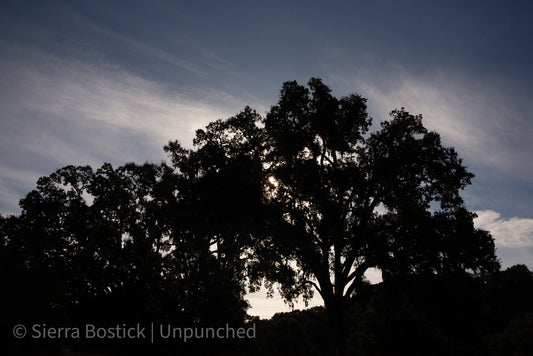 Shadowed Oak tree that is black with the sky peaking through. The background sky is blue with clouds.