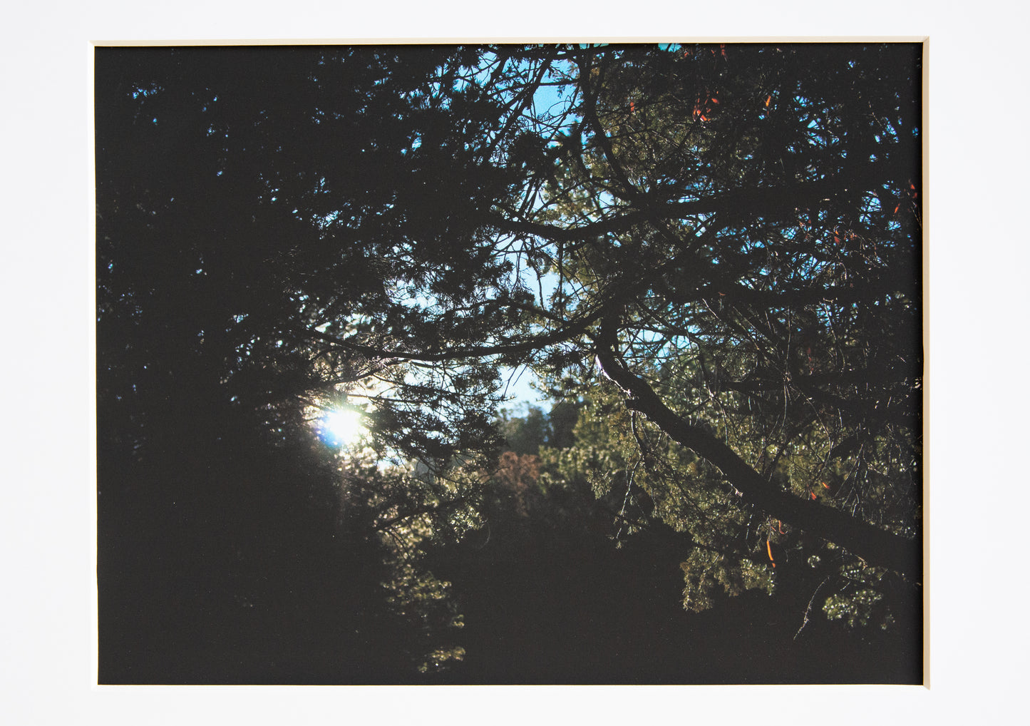 The sun peaking through the trees of the Dale Ball Trail in Santa Fe, New Mexico. 11x14 zoomed