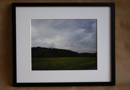 Framed photo of Tobacco farming in Perugia, Italy. 11x14 white matting with black frame.