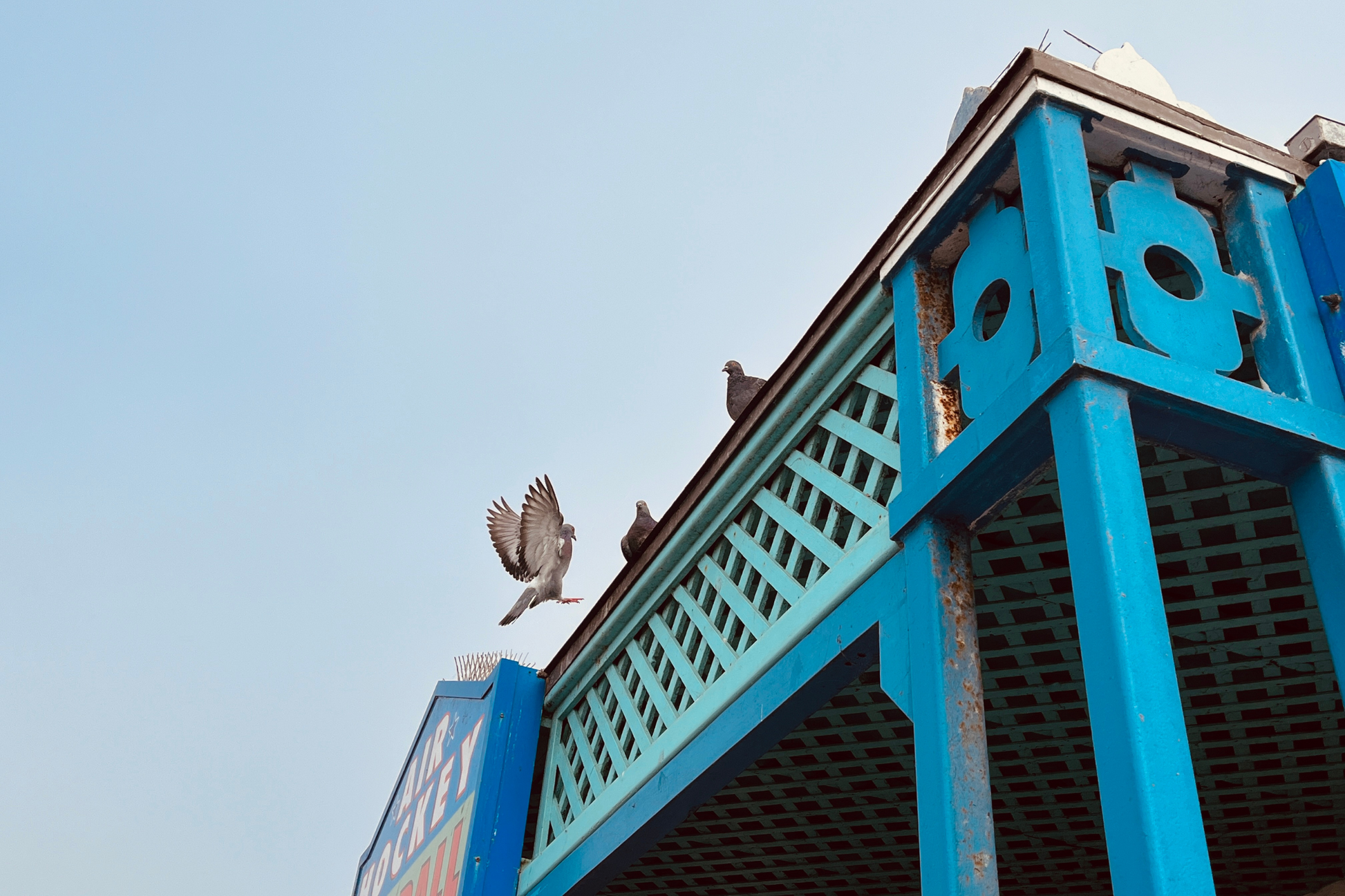 Photo of a piegon landing from flight ont he top of a blue metal building with teal lattice. Two pigeons are sitting at the top of the building in observation. The sky is a soft blue color from the marine layer. 