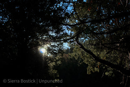 The sun peaking through the trees of the Dale Ball Trail in Santa Fe, New Mexico. Greens and a few red hues are visible. The blue sky is peaking through the leaves and the branches.