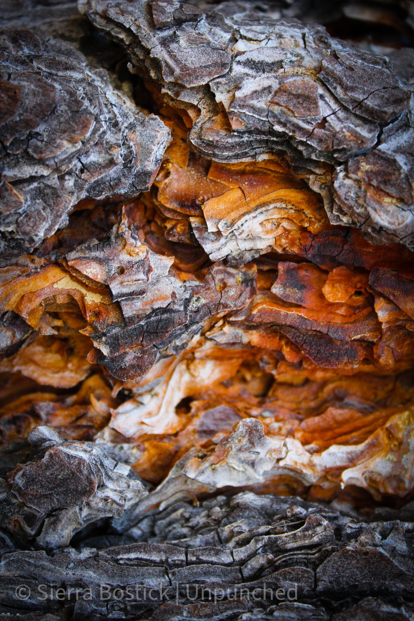 Tree bark that is exposed in the center of the picture showing wood stained sap. The image has a light black vignette to accentuate the center of the tree bark. The surrounding bark looks like burned wood, with grey and white hues.