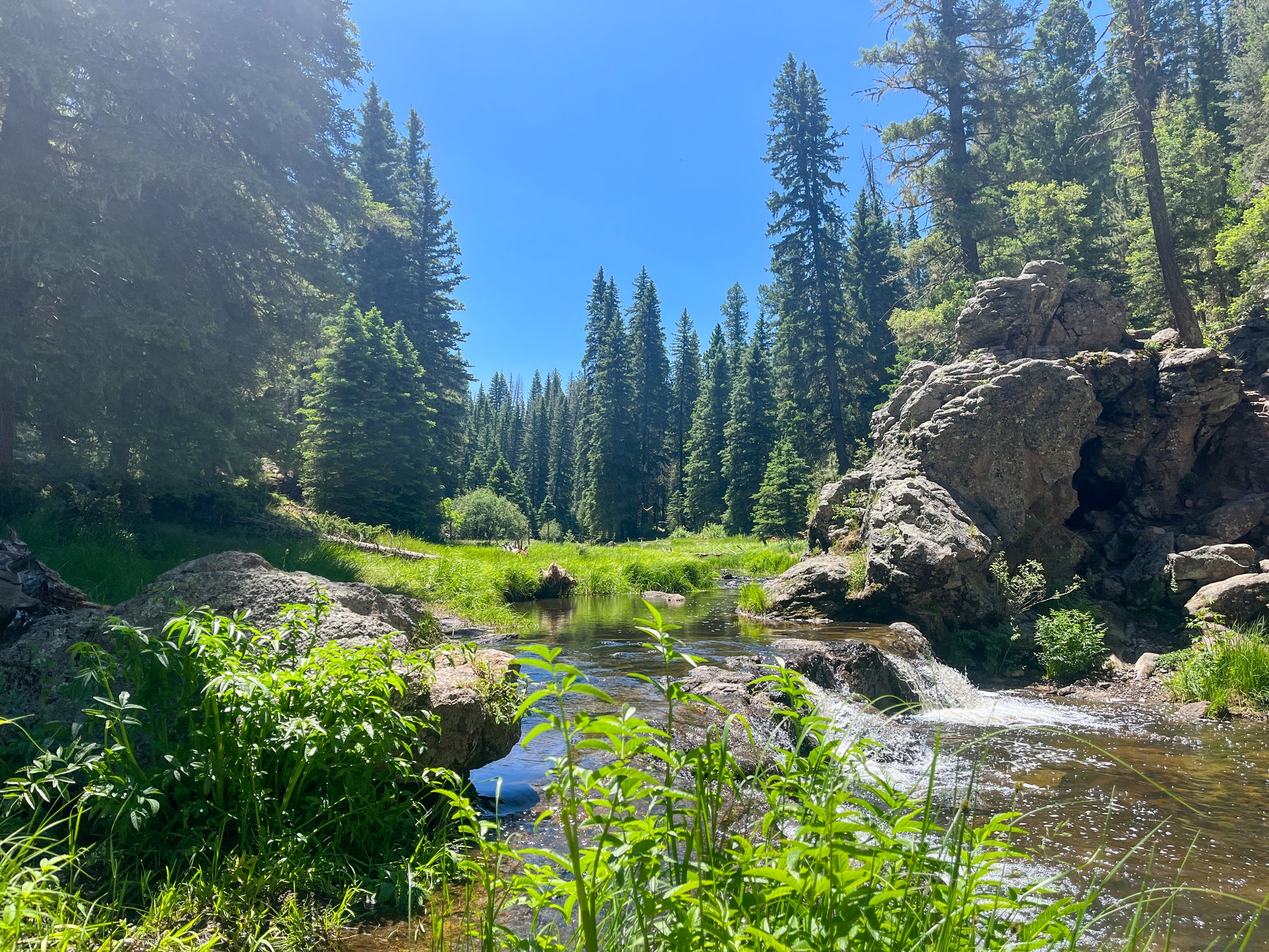 Cascading river flow on rocks, in the middle of a coniferous forest. Vibrant green shrubbery with tall fir and pine trees surrounding a grassy valley. Boulders on the right side of the picture, just behind the river flowing. 