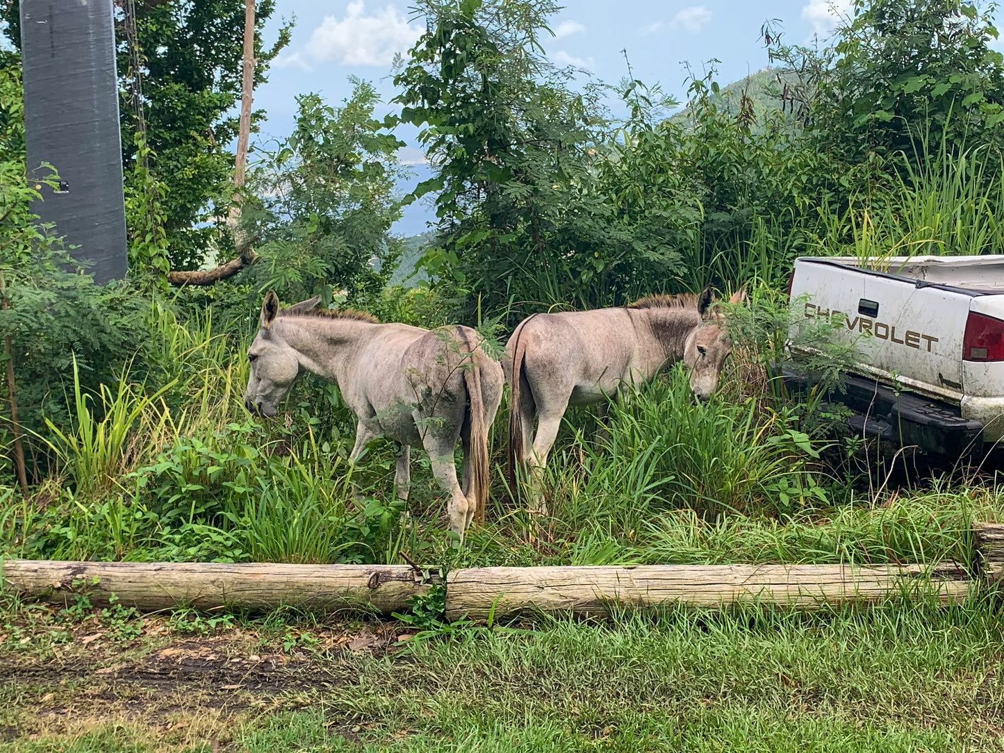 Front of Post Card. Two donkeys with their tails facing the camera, and their heads turned towards the camera. In a luscious green area with an old white Chevrolet truck that is no longer in use. In the background, you can see the ocean and mountains peaking through the shrubbery. There are old logs in the foreground. 